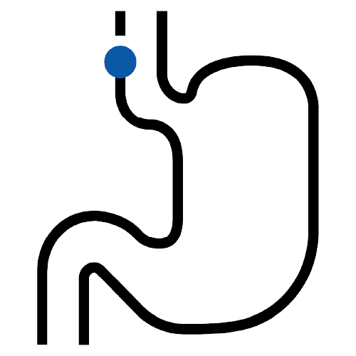 Icon of a stomach showing ingestion